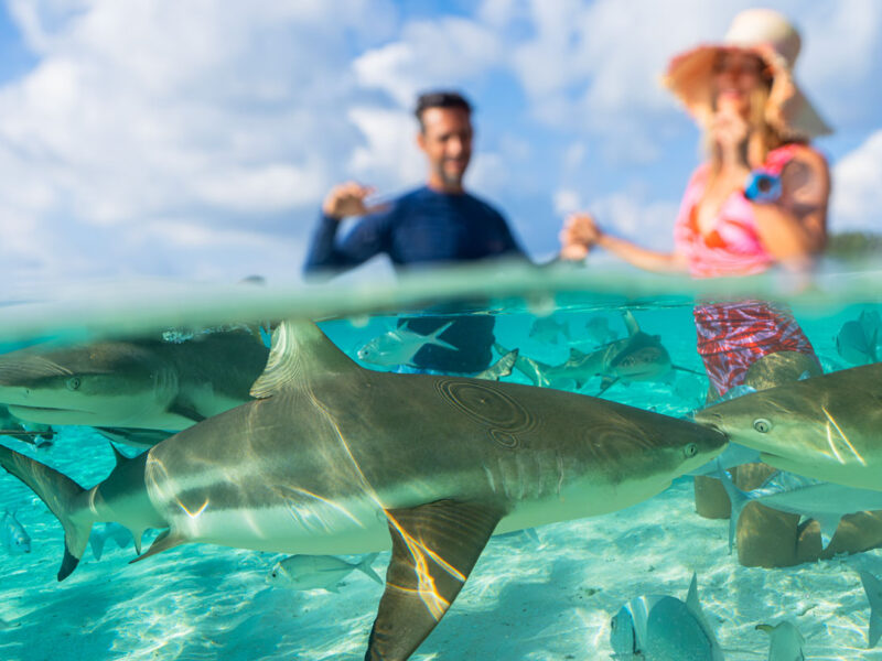 sequoia diving snorkelling indonesia sharks