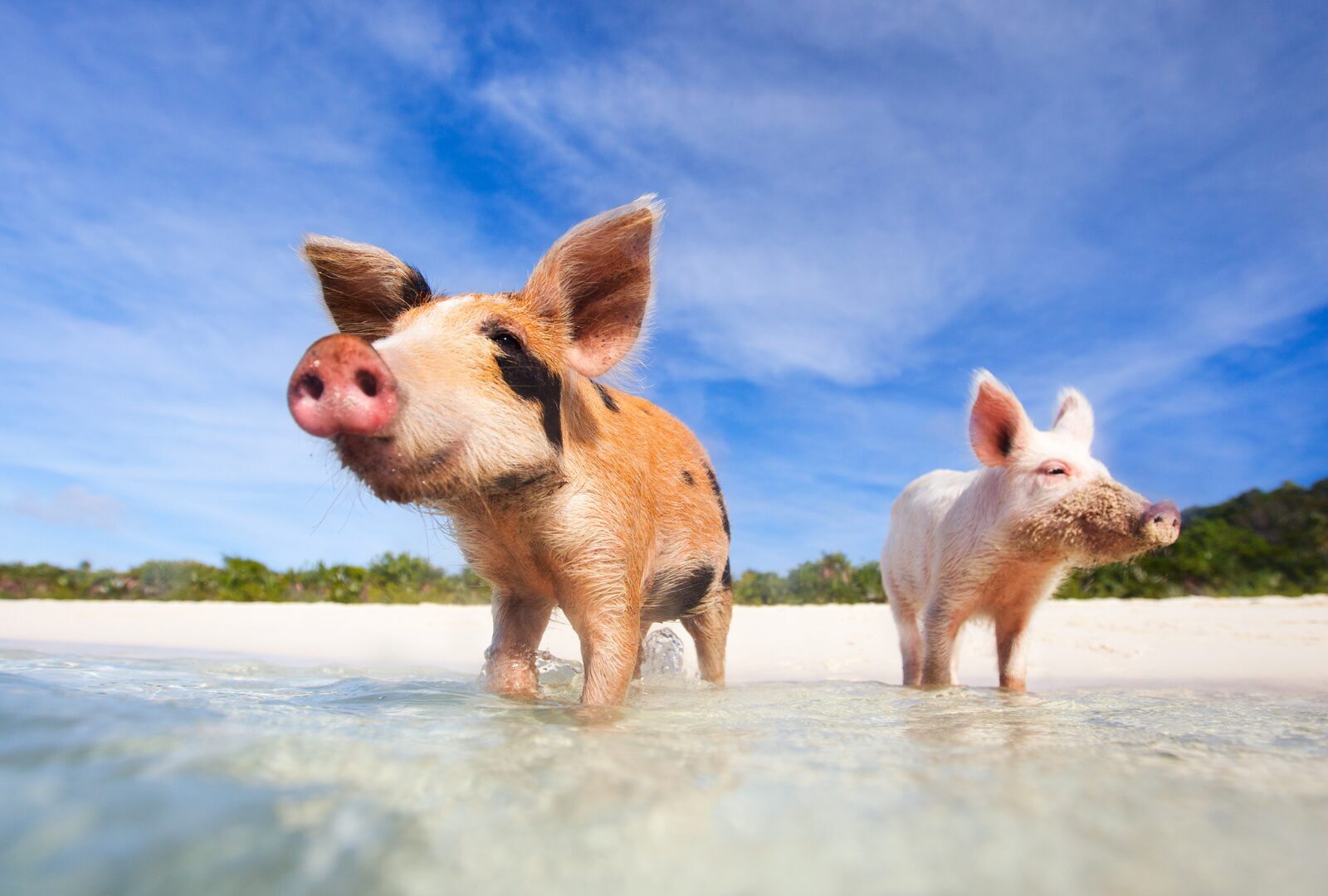 Swimming Pigs Bahamas