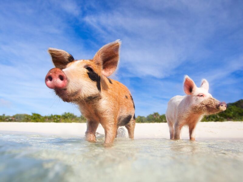 Swimming Pigs Bahamas