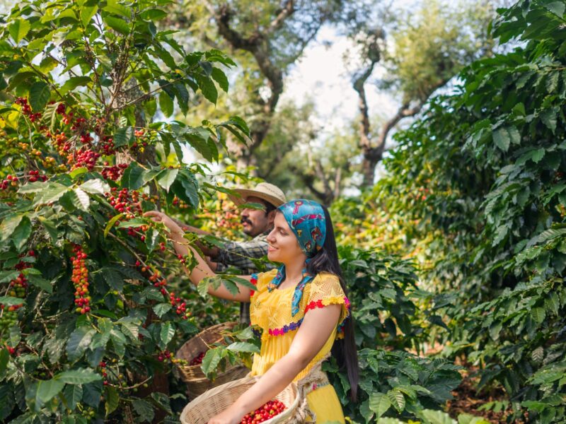 Farmers,Picking,Coffee,Seeds,On,The,Farmland.