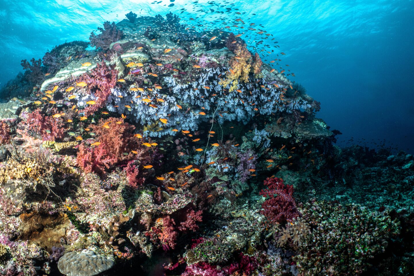 Fiji yacht charter diving in Fiji coral reefs