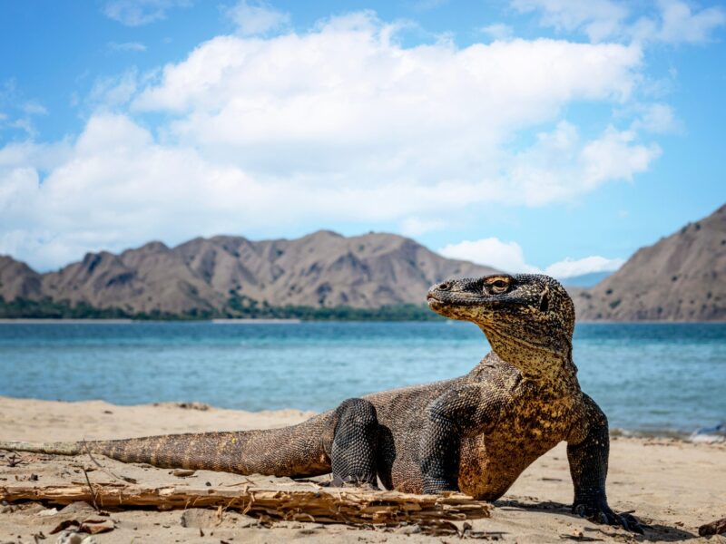 Komodo,Dragon,On,Komodo,Island.,His,Life,In,2023,Is