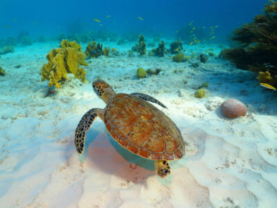 Sea,Turtle,,Coral,Reef,And,White,Sandy,Seabed.,Tropical,Seascape