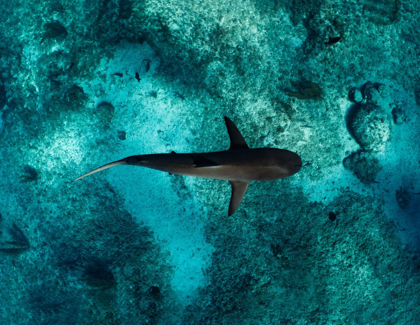 Bahamas unique experiences