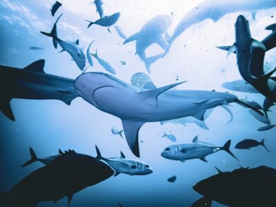 Caribbean,Reef,Sharks,(carcharhinus,Perezi),Feeding,In,A,School,Beneath