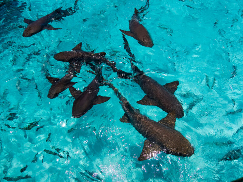 Sharks,At,Compass,Cay,In,The,Bahamas.