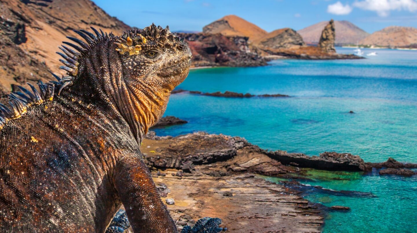 destinations best explored by yacht - Galapagos iguana