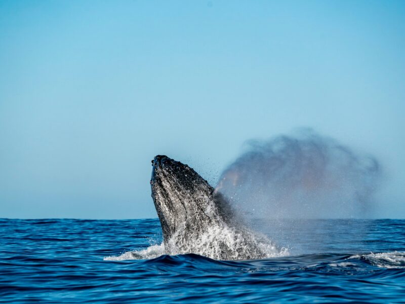 wildlife migrations 2026