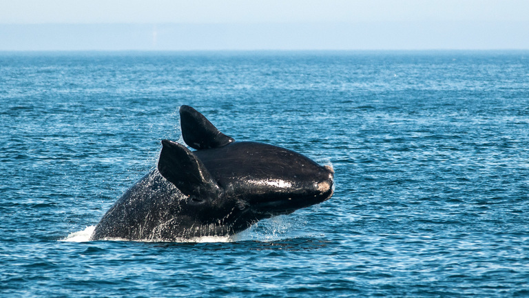 North Atlantic Right Whale positive travel news