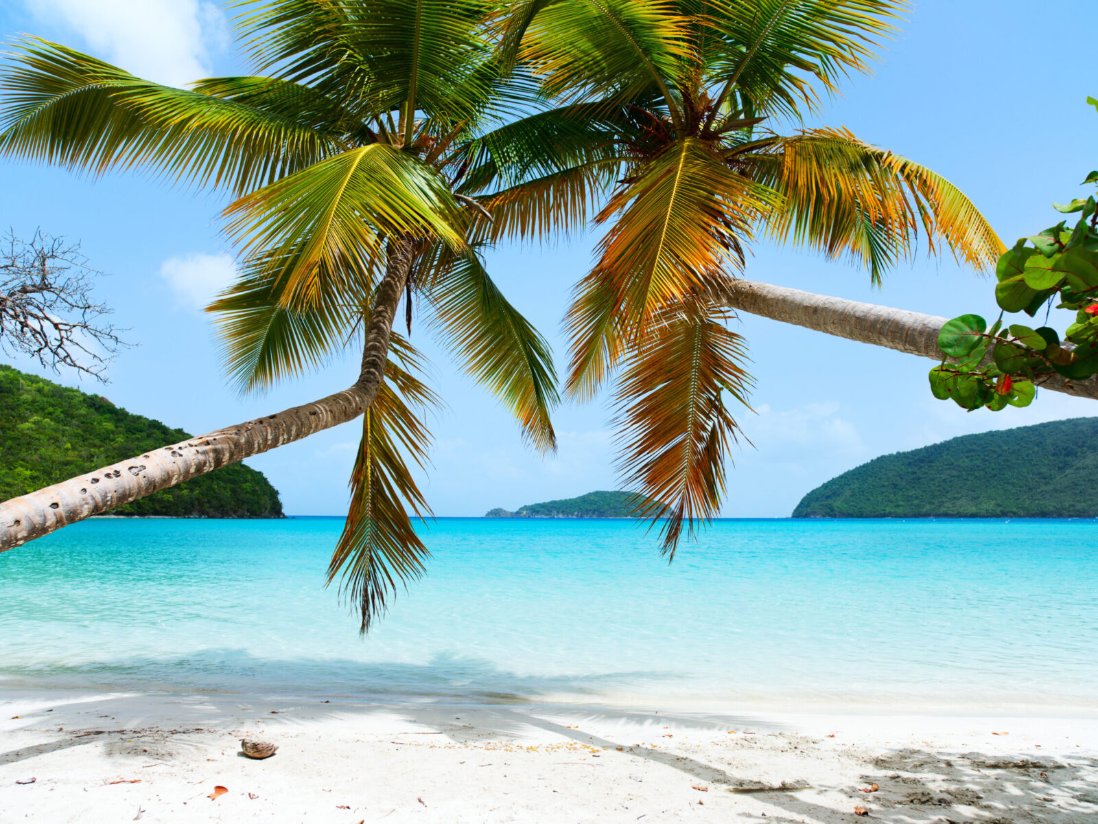 Beautiful,Tropical,Beach,With,Palm,Trees,,White,Sand,,Turquoise,Ocean