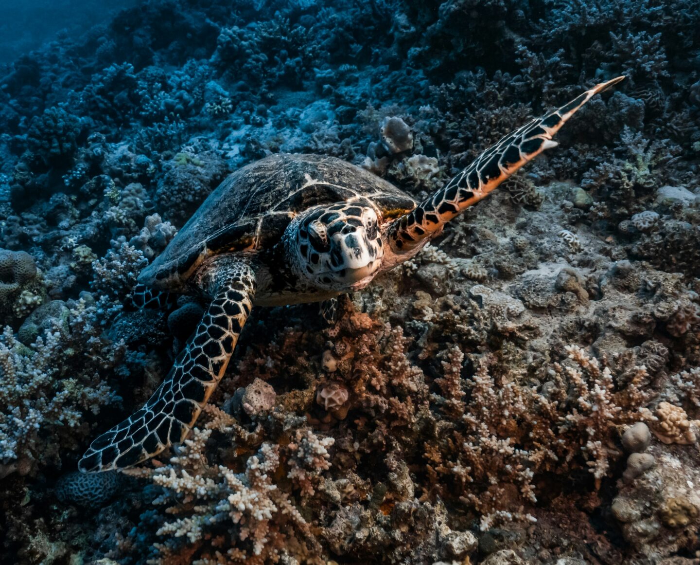 marine ecosystem protection hawksbill turtle 