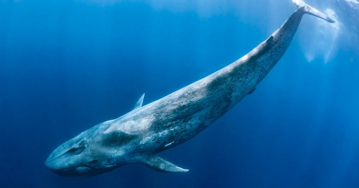 Marine conservation earth day blue whale 