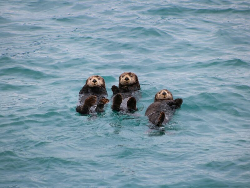 Marine conservation earth day three otters in Alaska