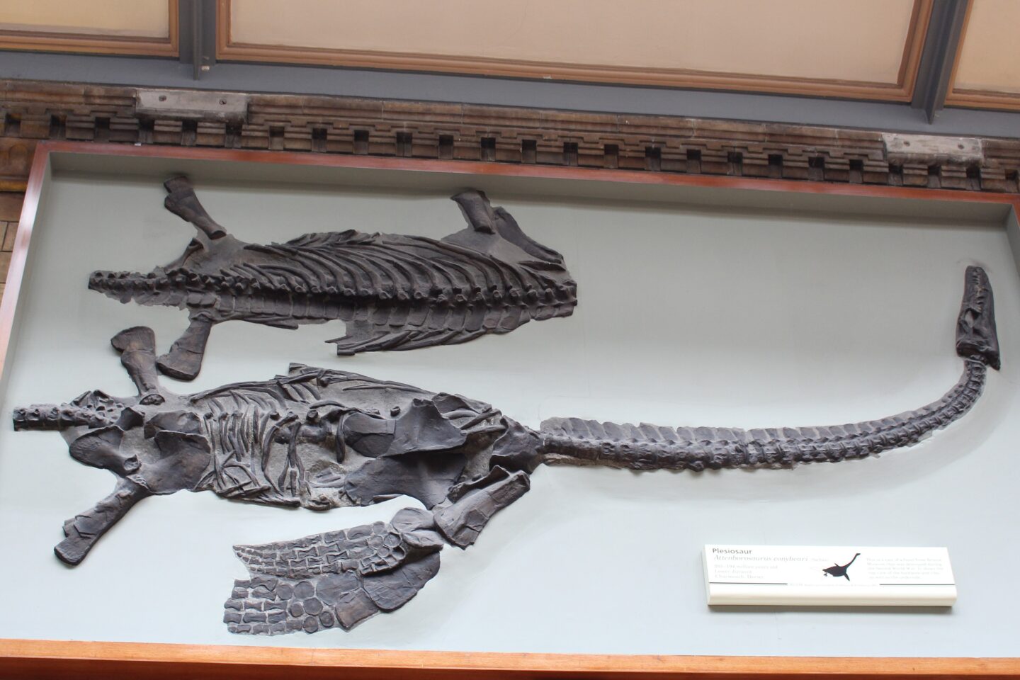 Attenborosaurus Conybeari - An extinct plesiosaur from the Jurassic period, named after Sir David Attenborough