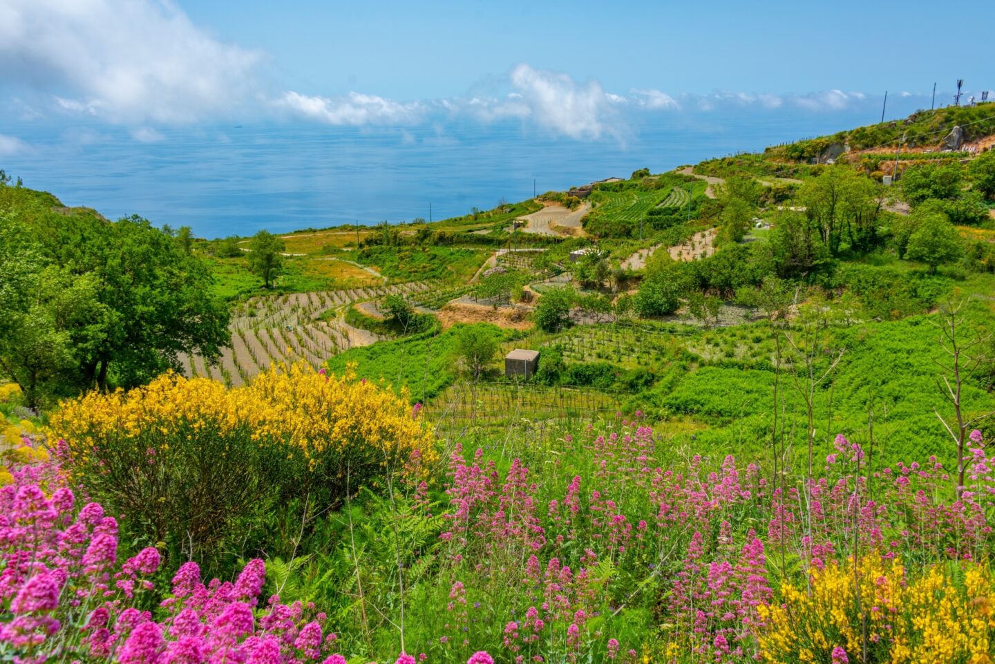 Amalfi Coast agricultural landscape, where it all begins.
