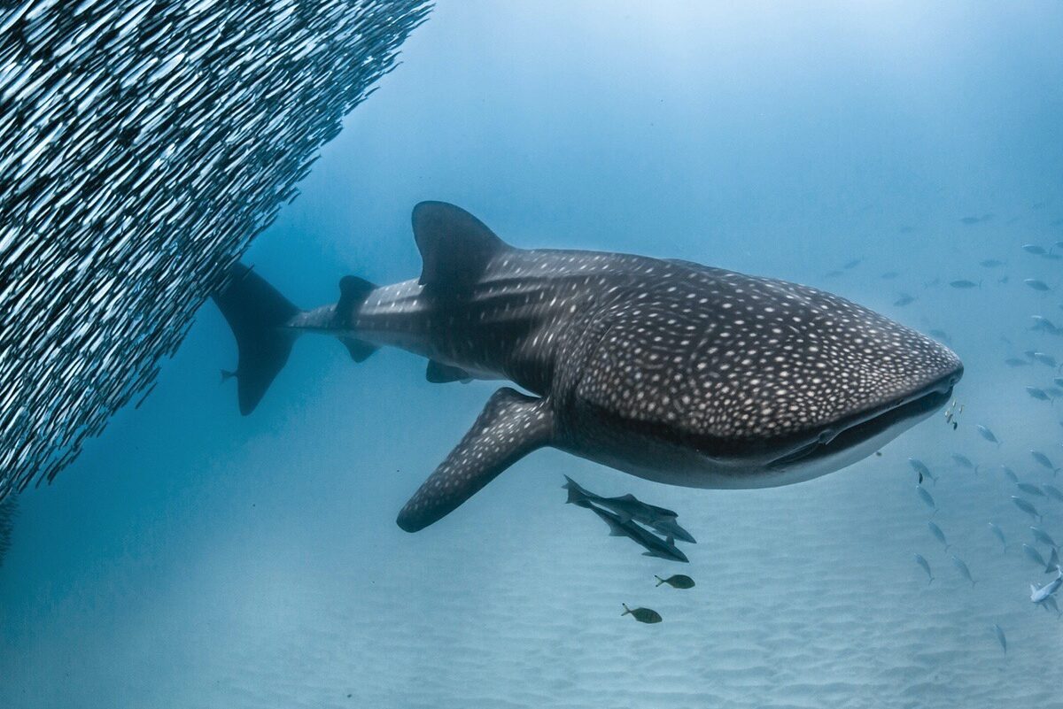 wildlife migrations 2026