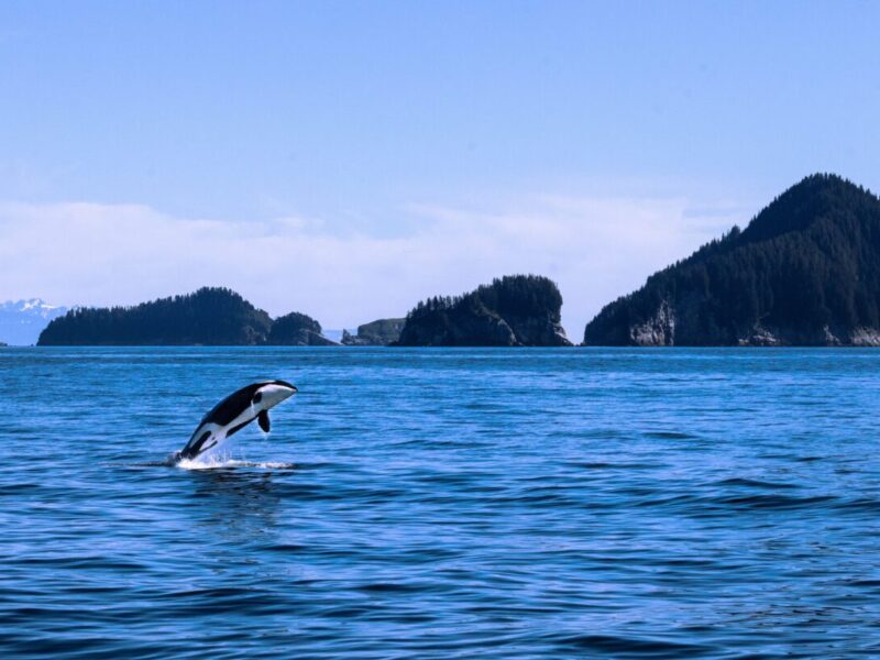 Orcas attacking yachts