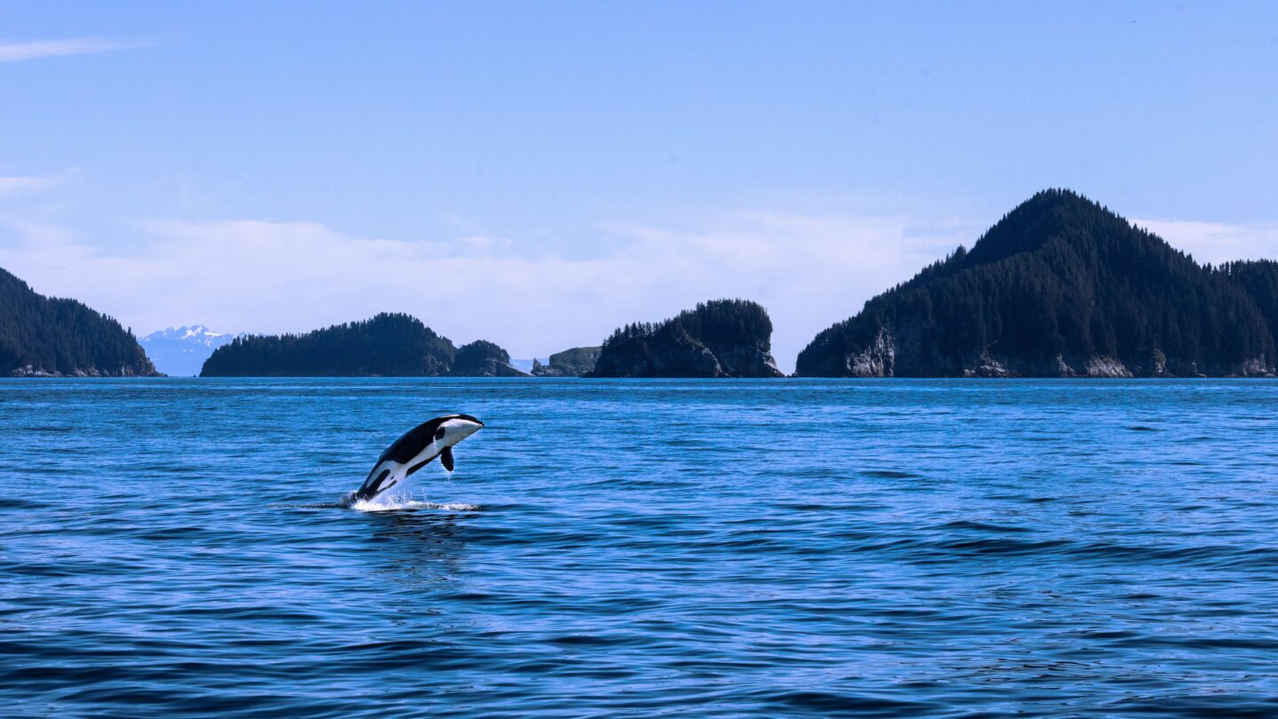 Orcas attacking yachts