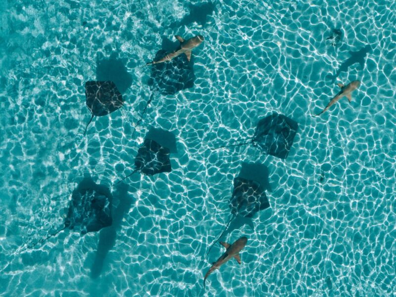 Sharks,And,Stingrays,Swim,In,Crystal-clear,Lagoon,Waters,,Moorea,Island.