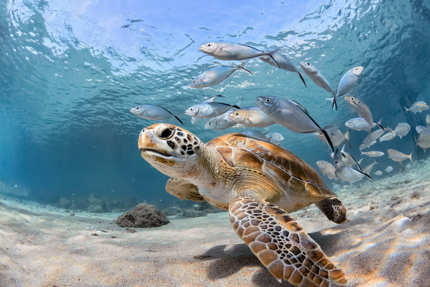 Responsible wildlife encounters