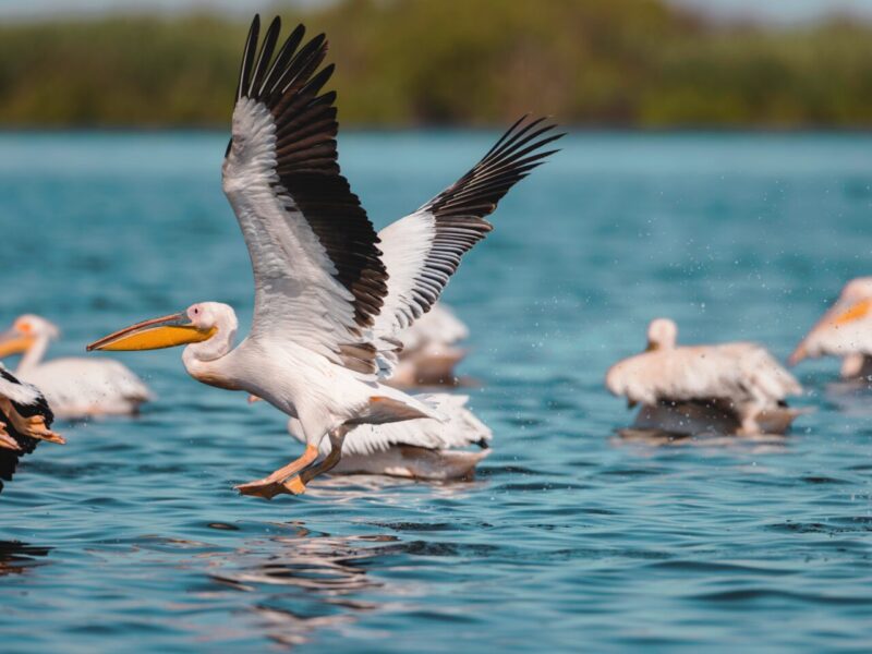 A,Group,Of,Pelicans,Gracefully,Gliding,On,The,Surface,Of