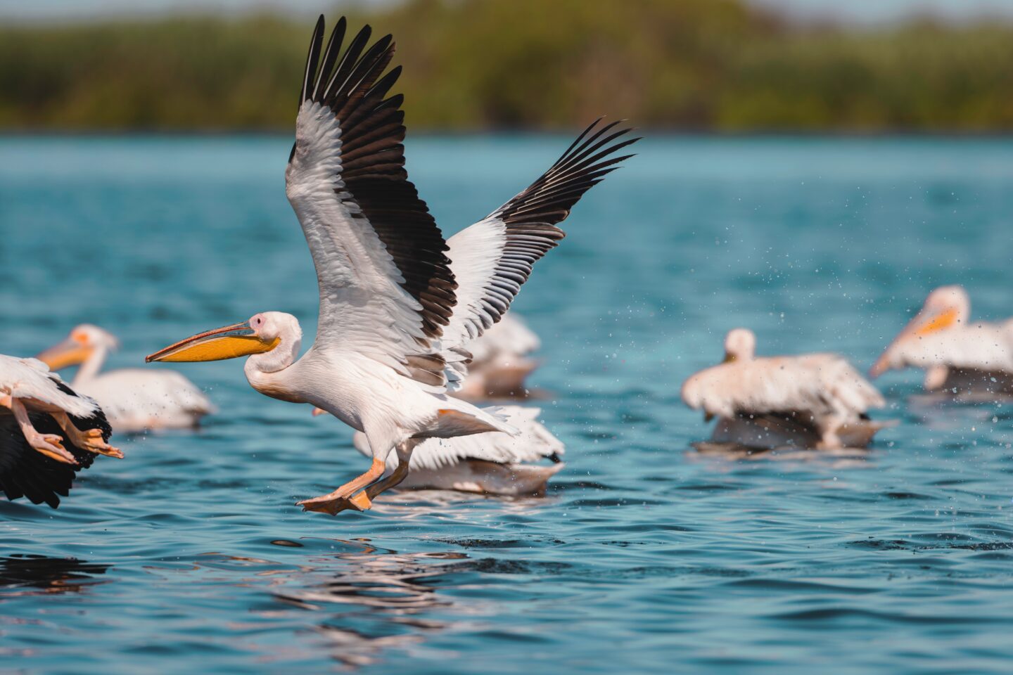 A,Group,Of,Pelicans,Gracefully,Gliding,On,The,Surface,Of